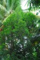 bois rouge. CASSINE orientalis. Mascareigne. Celastraceae. 15-20m